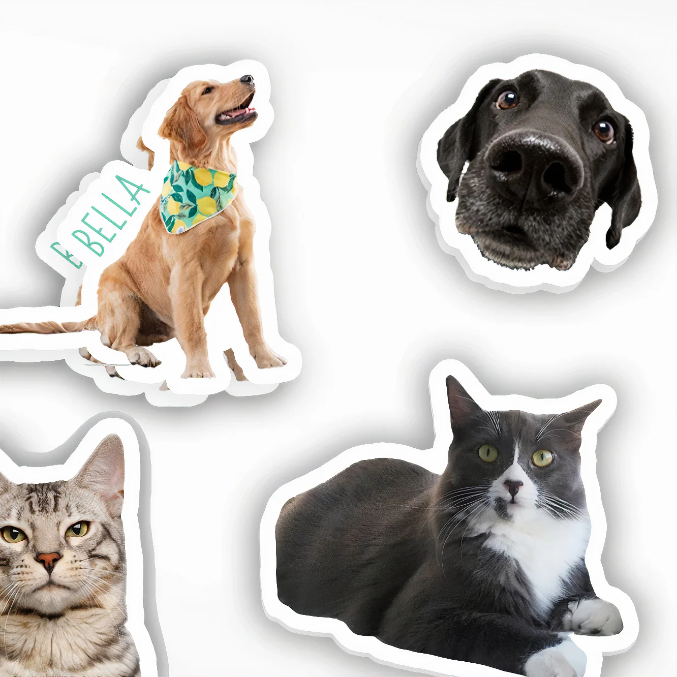 Custom Pet Stickers - Image 5